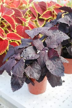 Red purple leaves of the coleus plant, Plectranthus scutellarioides