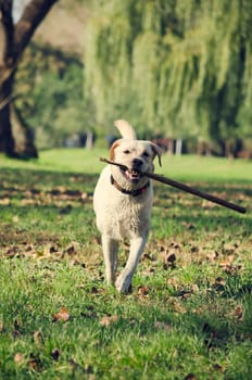 Dog running with stick in the park