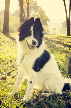 Dog playing in the park
