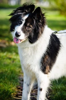 portrait of black and white dog