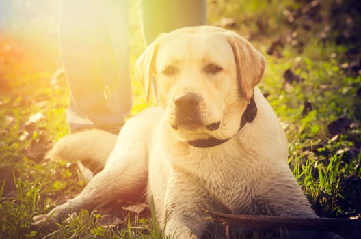 .Dog playing in the park. instagram style