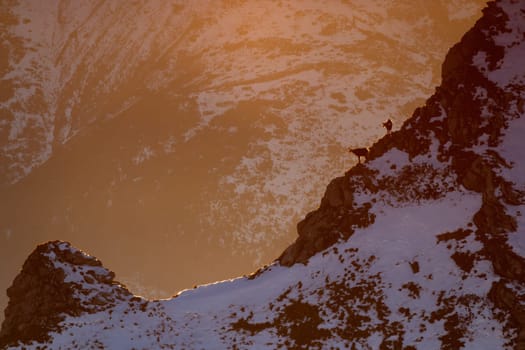 Two tatra chamois, rupicapra rupicapra tatrica, climbing on snowy mountains in winter. Silhouette of wild goats standing on rocks in golden hour. Shape of horned mammals looking on snow rocks with copy space.