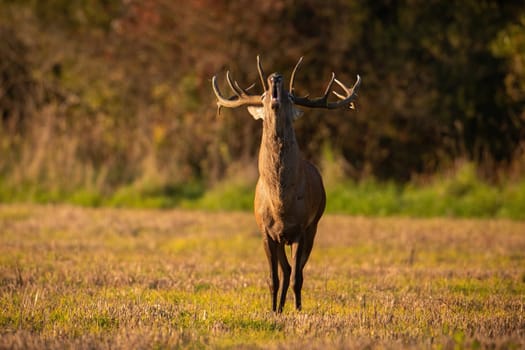 Red deer, cervus elaphus, roaring on field in summertime golden hour. Stag bellowing on meadow in summer sunlight. Wild mammal calling on glade form front.