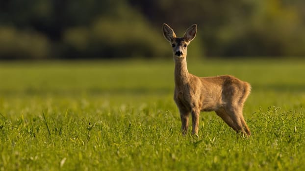 Young roe deer, capreolus capreolus, looking to the camera on grass in sunlight. Immature female mammal standing on field with copy space. Brown hind staring on glade with space for text.