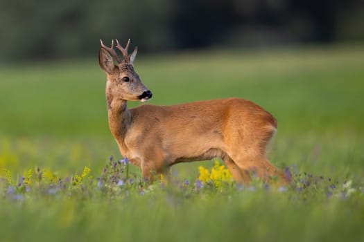 Young roe deer, capreolus capreolus, looking on wildflowers in summer nature. Immature buck observing on blossom meadow from side. Juvenile antlered mammal standing on grass.