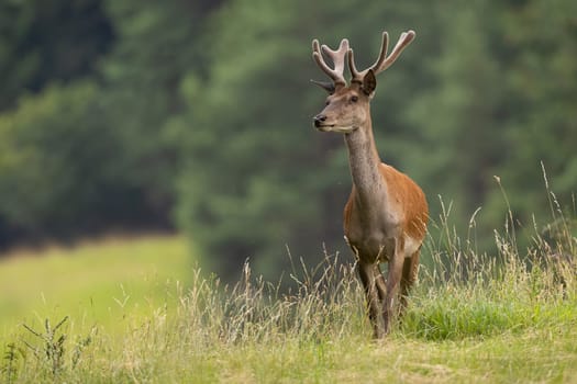 Red deer, cervus elaphus, with velvet antlers walking on field in summer. Brown stag approaching on meadow in summertime. Wild male mammal looking on glade with copy space.
