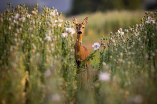 Roe deer, capreolus capreolus, looking to the camera in poppies in summer. Brown doe peeking in growing crop in summertime. Female mammal watching in plant.