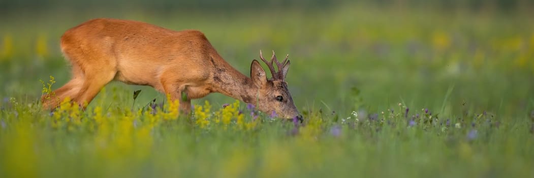 Roe deer, capreolus capreolus, grazing on meadow in summer with copy space. Roebuck feeding on grassland with space for text. Brown mammal pasturing on glade in summertime.
