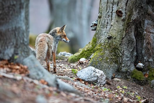 Red fox, vulpes vulpes, standing in forest in autumn with space for text. Orange mammal looking on woodland form back in fall. Wild predator observing on wilderness with copy space.