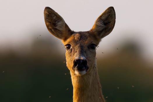 Portrait of roe deer, capreolus capreolus, looking to the camera in evening. Hind with mosquitos flying around in close up. Female mammal staring in sunset in detail.