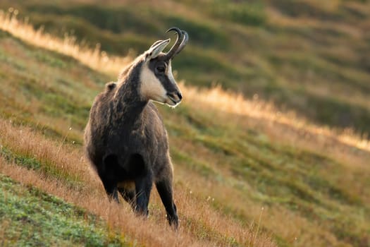 Tatra chamois, rupicapra rupicapra tatrica, standing on grass slope in autumn nature. Wild goat with curved horns looking on green hill. Brown mammal watching on meadow in fall.