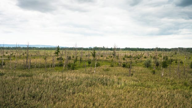 Drone view of a marsh with growing reed grasses and dead old trees. Unspoiled remote water ecosystem in wetland near a river. Aerial perspective of wilderness.
