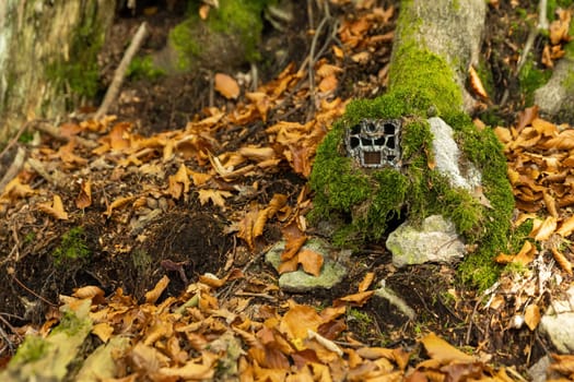 Camouflaged trailcam hidden on a tree under green moss in autumn nature. Game camera with infrared illumination disguised outdoors. Automatic device with PIR detector for hunting.