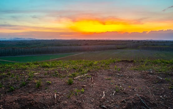 Rubber plantation farming area in the south of Thailand, Latex rubber, Para rubber tree garden