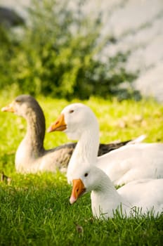 Domestic geese resting on green grass
