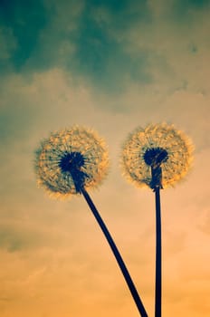 Two dandelions at sunset. Instagram style image.