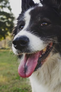 Closeup portrait of black and white dog