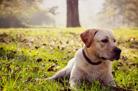 Dog playing in the park