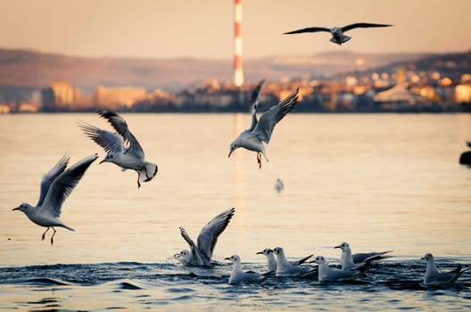 Gulls flying and fighting for food ar sunset.