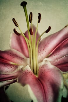 Beautiful pink lily on textured background