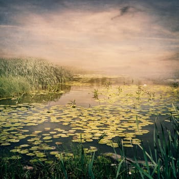 Pond full of waterlilies at sunset
