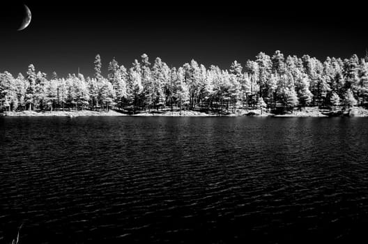 Quarter moon and pine forest along a mountain lake
