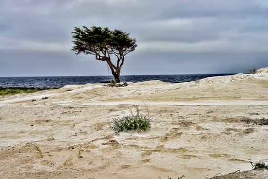 A lone tree grows in an extraordinary place - on the sandy pacific beach of northern California!