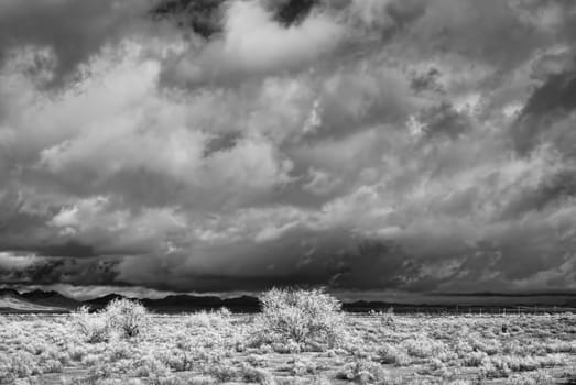 Sonora desert in Infrared central Arizona USA
