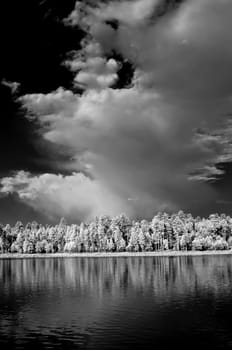 Forest lake in monochrome infrared with pine trees