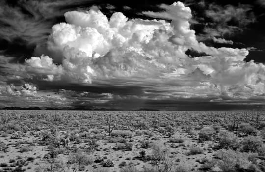 Sonora desert in Infrared central Arizona USA
