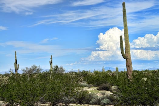 Saguaro Cactus cereus giganteus in Arizona Sonora desert