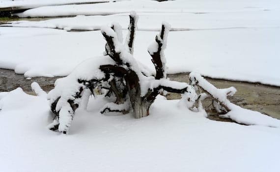 Snow covered Dead tree Yellowstone National Park