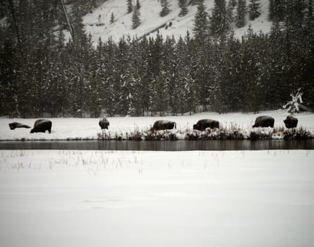 American Bison Yellowstone in National Park snowing in winter