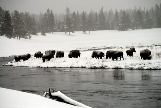 American Bison Yellowstone in National Park snowing in winter