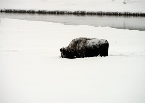 American Bison plowing through snow Yellowstone in National Park snowing in winter