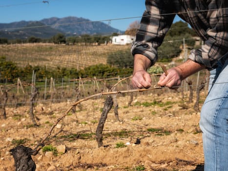 The winegrower ties the new shoot to the wire after pruning. Traditional agriculture. Winter pruning, Guyot method.
