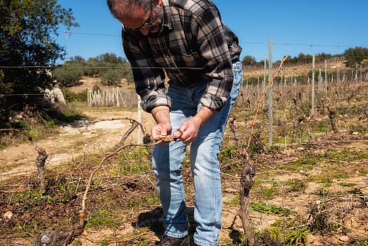 The winegrower ties the new shoot to the wire after pruning. Traditional agriculture. Winter pruning, Guyot method.