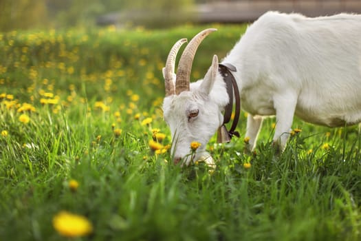 Female  goat grazing on meadow with grass and dandelions, detail on head with pointed horns.
