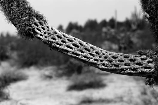 Cholla cactus skeleton during bright summer day sonora desert Arizona USA
