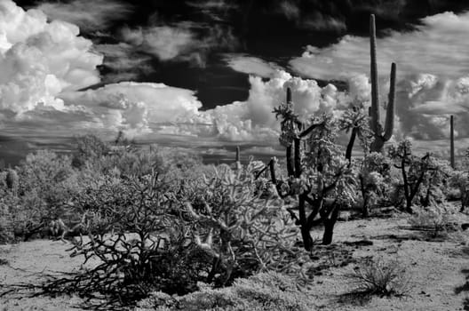 The Sonora desert in central Arizona USA in monochrome infrared