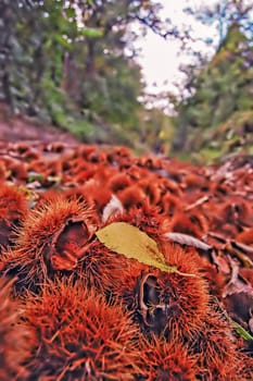 Chestnuts on the forest road