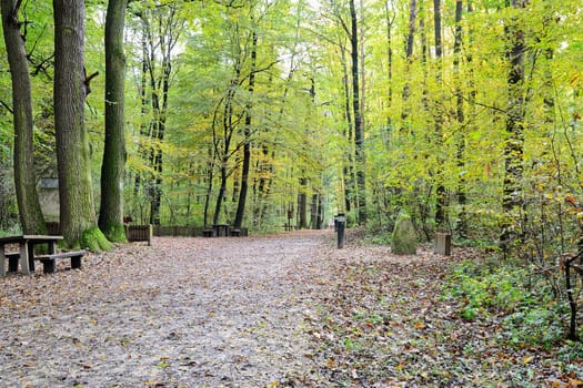 Forest path in autumn with people