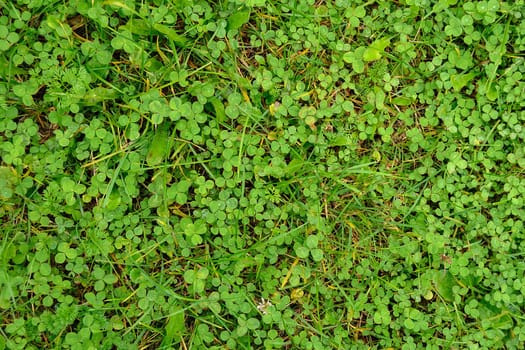 Field of shamrock  in garden
