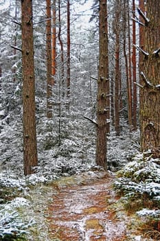 Winter forest with path