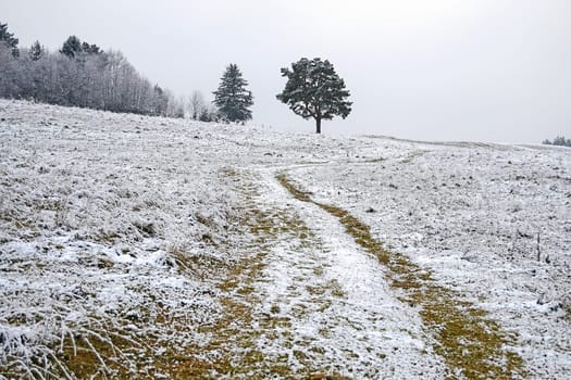 Snow on fields in winter