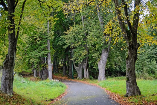 Road to the Hill in Slovakia