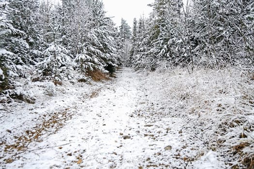 Forest road in winter with snow