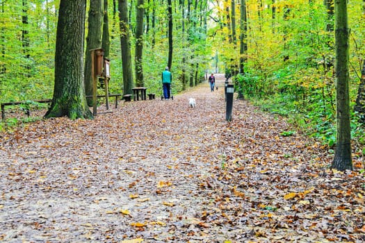 Forest path in autumn with people