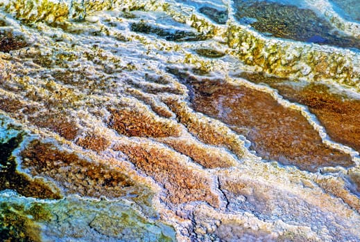 Minerva Terrace in Yellowstone National Park