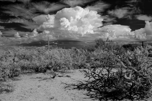 Sonora desert in Infrared central Arizona USA